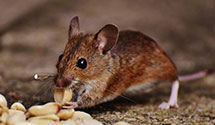 24 Hour & Emergency Exterminators in Sabraton, WV